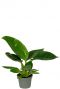 Philodendron golden princess 1