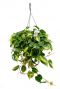 Philodendron grand brasil hangplant