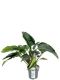 Philodendron green beauty plant 1