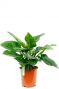 Philodendron Imperial Green 24cm