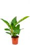 Philodendron imperial green 2 1