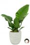 Philodendron imperial green 2 3