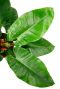 Philodendron imperial green plant 2