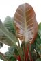 Philodendron imperial red kamerplant 1