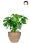 Philodendron in bloempot 1