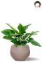 Philodendron in ronde pot
