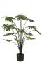 Philodendron