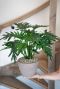 Philodendron kunstplant 1