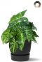 Philodendron kunstplant in pot