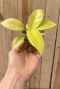 Philodendron lemon lime 1