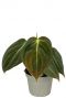 Philodendron melanochrysum stek