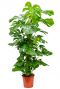 Philodendron monstera 1 6