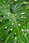 Philodendron monstera deliciosa groot blad