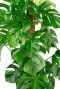 Philodendron monstera gatenplant 2