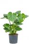 Philodendron monstera hydrocultuur 2