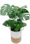 Philodendron monstera in pot 3