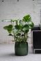 Philodendron monstera plant