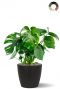 Philodendron monstera plant 2