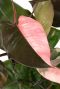 Philodendron pink princess blad 1