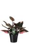 Philodendron pink princess planten