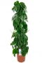 Philodendron scandens baton de mousse