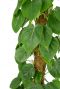 Philodendron scandens blad 1