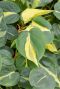 Philodendron scandens brasil blad