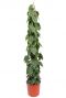 Philodendron scandens mosstok 1