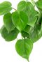 Philodendron scandens plant 1