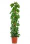 Philodendron scandens plante d interieur 1