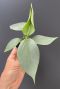 Philodendron silver dust