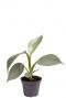 Philodendron silver dust plant