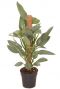 Philodendron silver queen mosstok