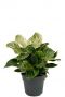 Philodendron white wave kamerplant