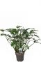 Philodendron xanadu kamerplant 3