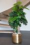 Philodendron zijdeplant