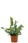 Phlebodium Blue Star