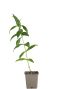 Phlox p david pot9