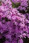 Phlox subulata macdaniel cushion tuinplant