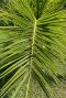 Phoenix canariensis tuinplant p15