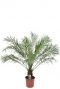 Phoenix roebelenii plant