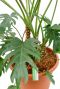 Prachtige grote bladeren van de Philodendron Xantal plant
