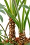 Mooie unieke stammen van de Philodendron Xantal 