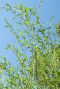 Phyllostachys bissetii bamboe p28