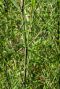Phyllostachys bissetii tuinplant