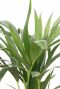 Kentia Howea Forsteriana