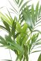 Kentia Howea Forsteriana