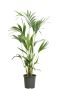 Kentia Howea Forsteriana