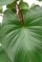 Plant groen blad rood randje 4