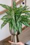 Plant in gouden pot 3